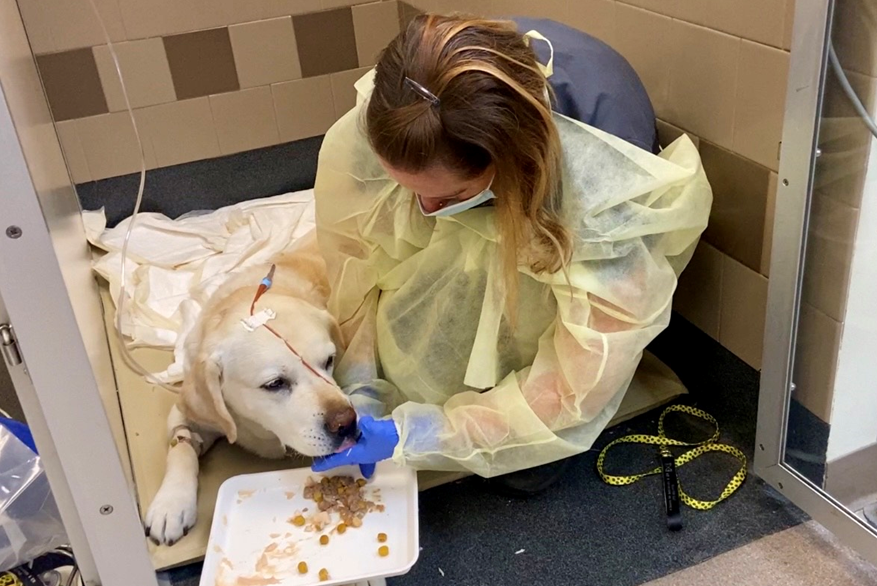 ER tech comforts a canine patient