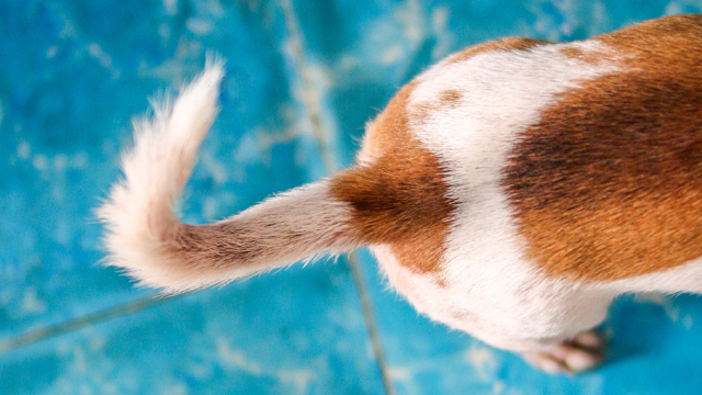 can dogs control tails