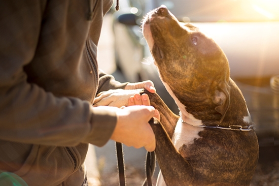 do dogs recognize emotions