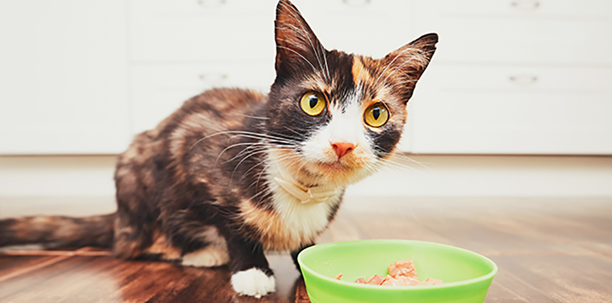 Feeding cats store