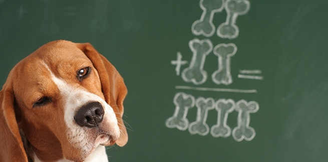 How Smart Are Dogs? Canines Are Even Smarter Than You Think