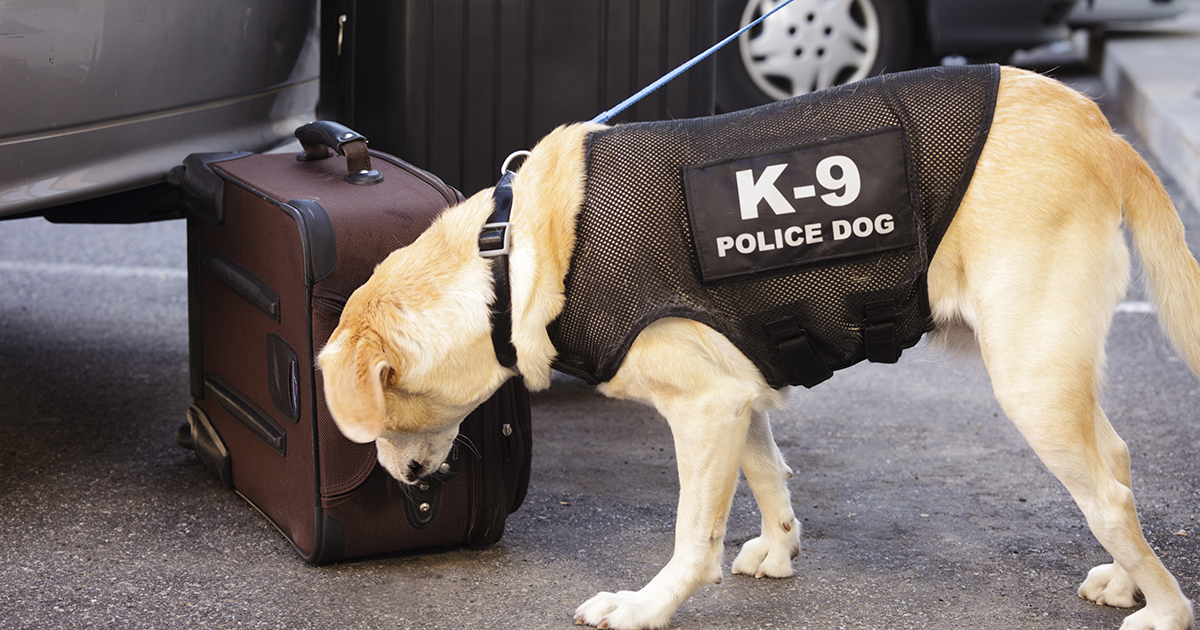 police k9 dogs