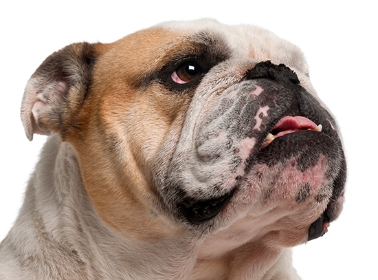 Research lays out extent of English bulldog's health issues