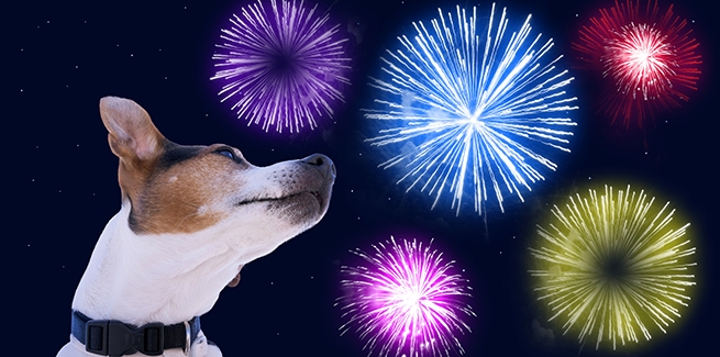 7 Tips for Keeping Dogs Safe During Fireworks