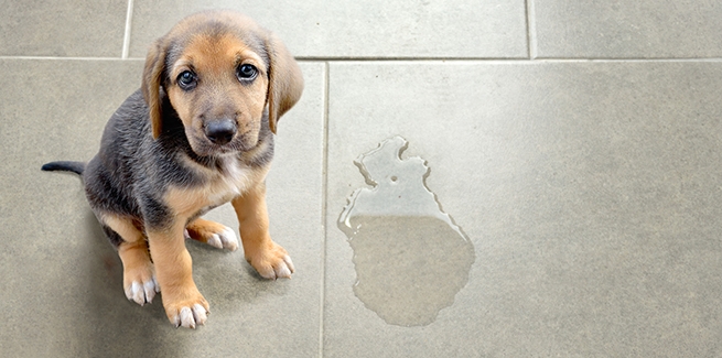 why do diabetic dogs leak urine