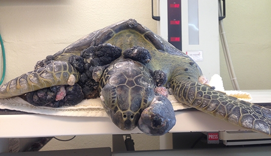 Veterinarians Treat Sea Turtles With Fibropapillomatosis 