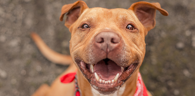 are-pit-bulls-allowed-in-colorado