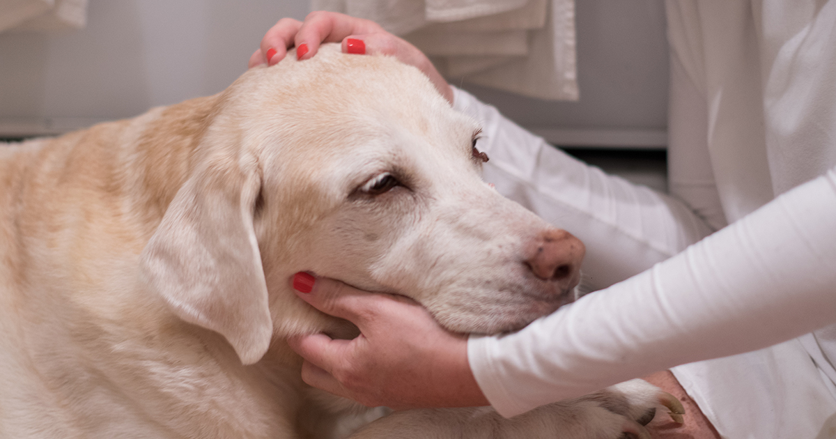 is lymphoma in dogs treatable