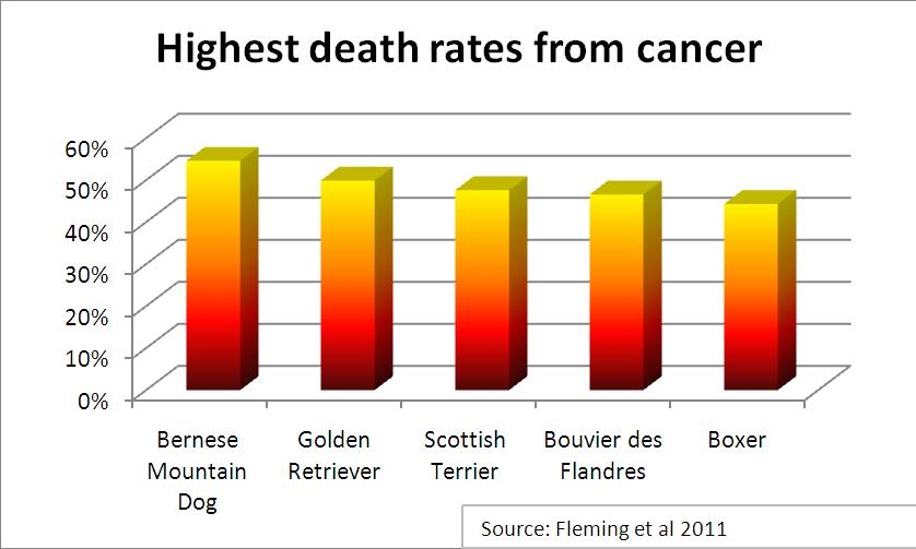 what percentage of dogs die of cancer