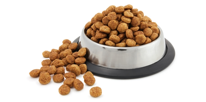 can dogs live off cat food