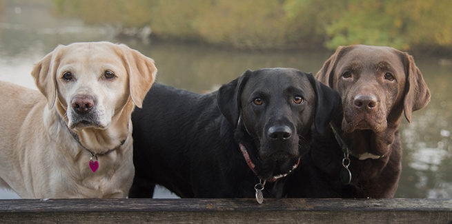 Study Coat Color Could Mean Reduced Longevity Increased Health Risks In Some Labrador Retrievers