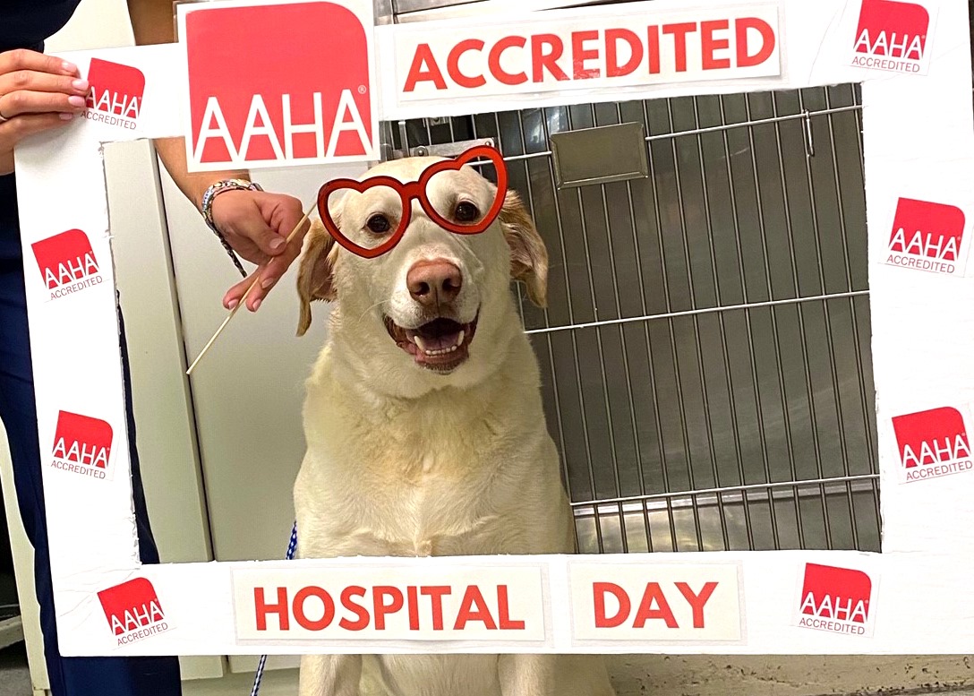 2020 AAHA-Accredited Hospital Day Recap