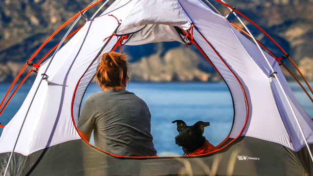 how can i keep my dog safe while camping