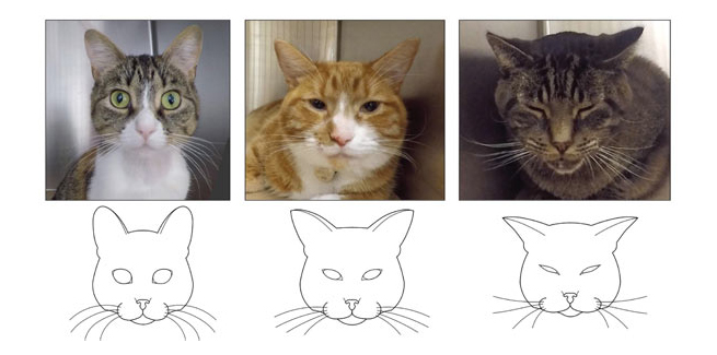 New Feline Pain Scale Interprets Pain From Cats Facial Expressions