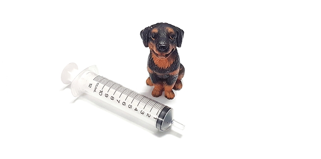 can dogs take human insulin