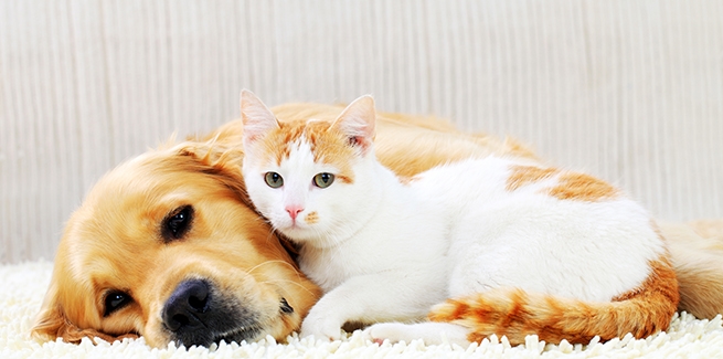 Dog and cat Stock Photos, Royalty Free Dog and cat Images