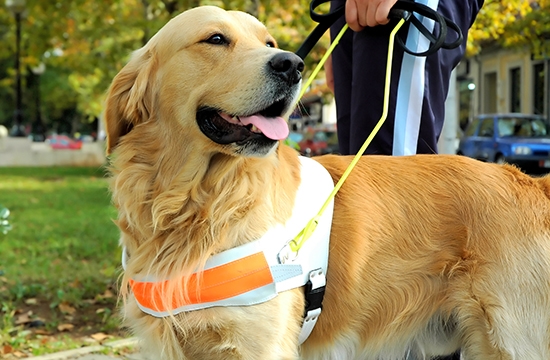 How Guide Dog Owners View Their Canine Companions