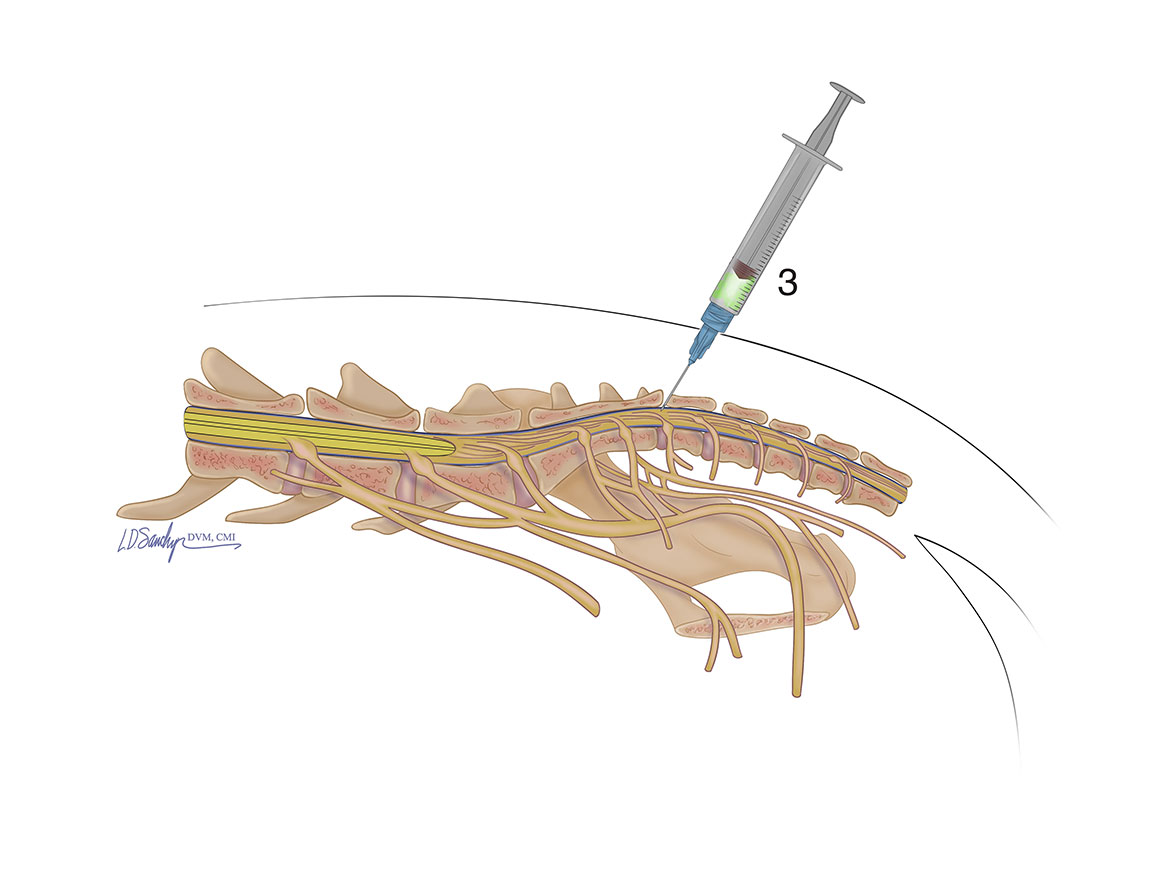 intrathecal injection in animals