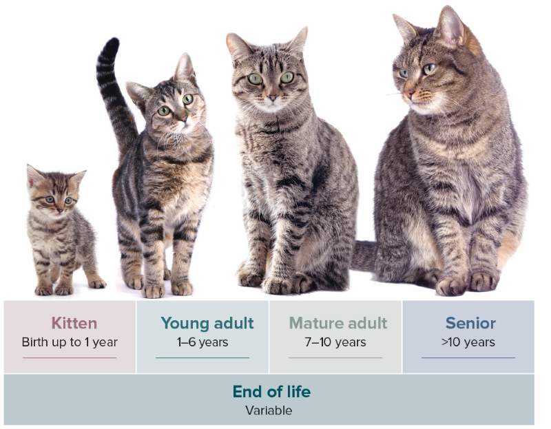 cat age progression