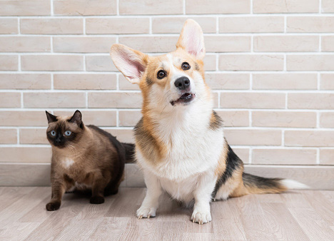 Pet Insurance: A Financial Safety Net Option for Your Furry Friend