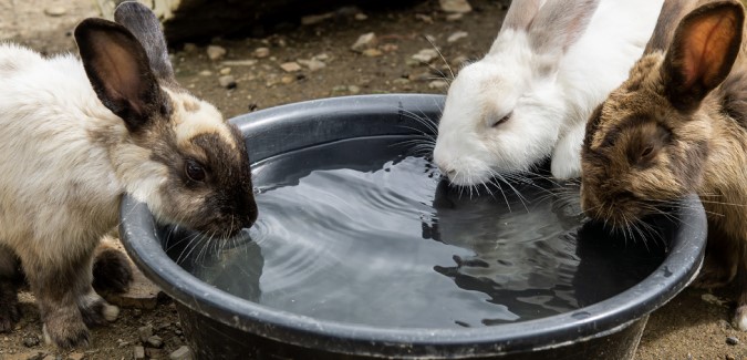 Can Rabbits Pass Diseases To Dogs