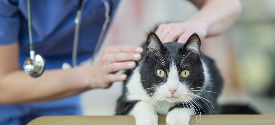 Veterinarian checking cat's skin
