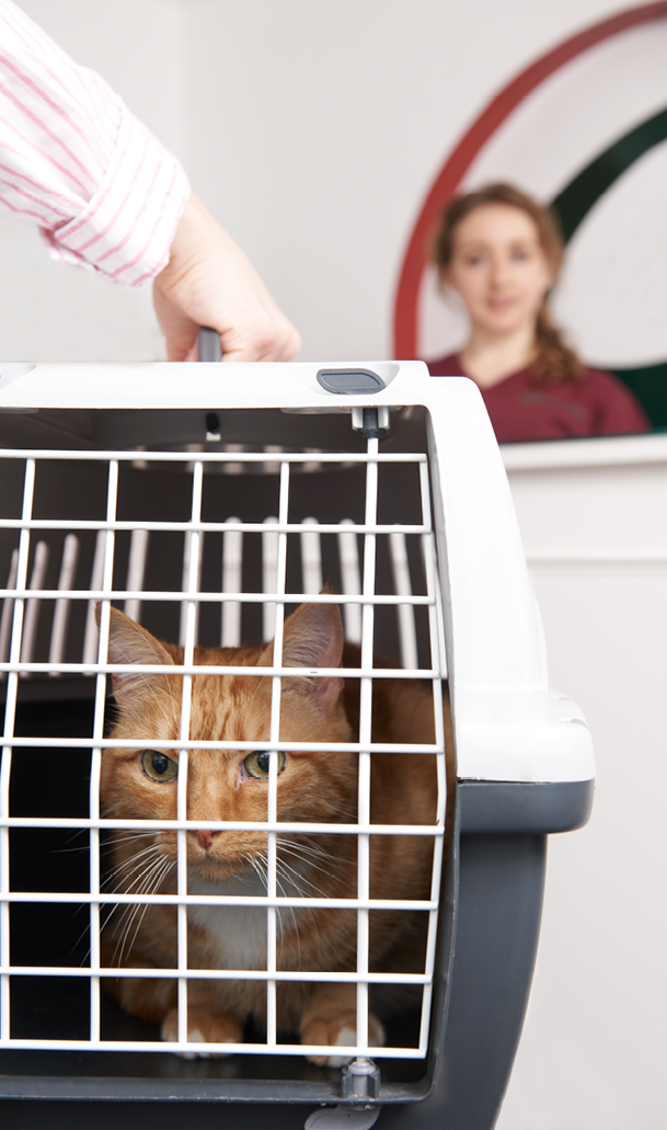 Client carrying cat in carrier approaching a client service representative