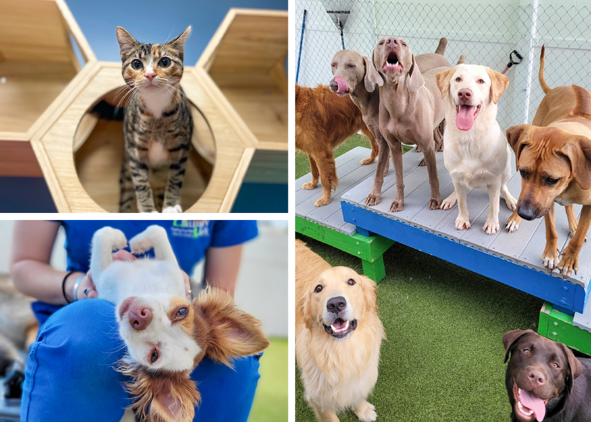 Images of pets boarding at veterinary boarding facilities