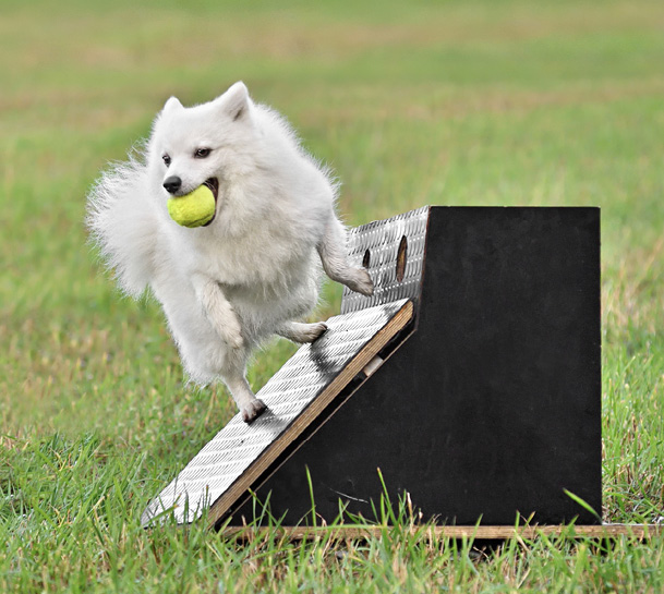 A dog playing flyball