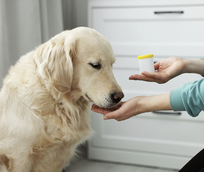 Owner giving dog a pill