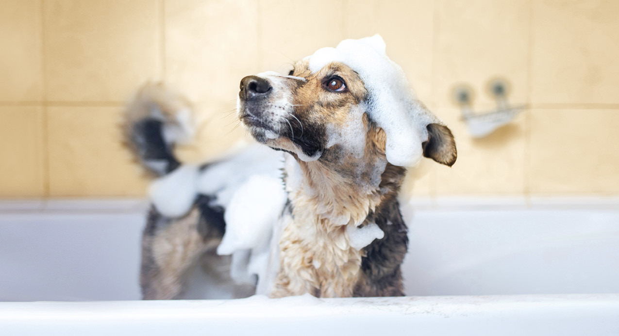 Dog in bath covered in bubbles