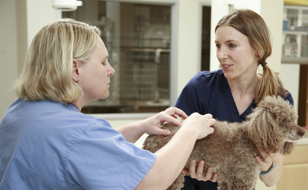 Veterinary technician assisting a veterinarian