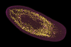 microscopic_image_of_a_planarian.png