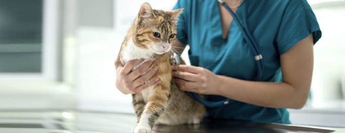 A cat with hyperthyroidism