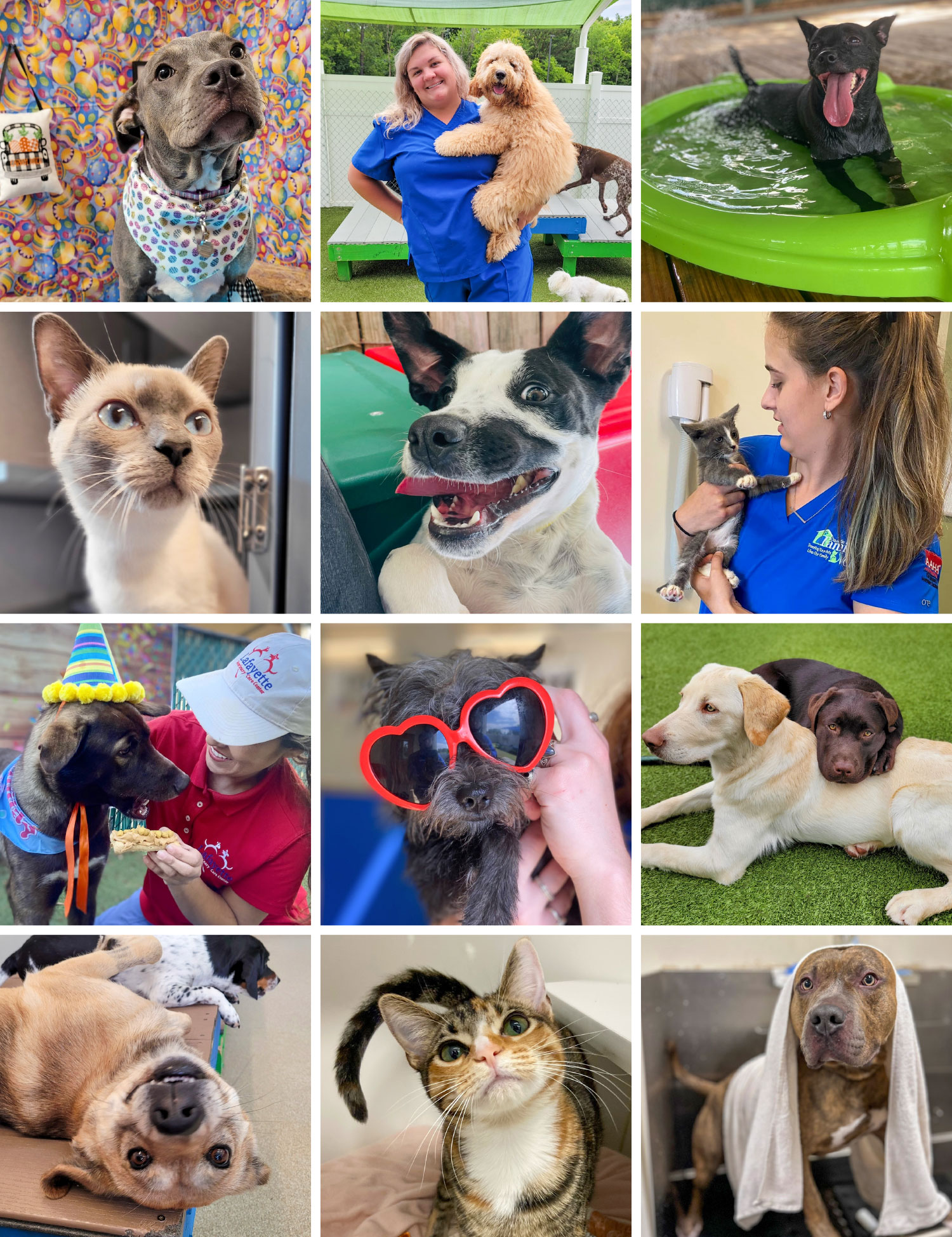 Fun images of pets at various veterinary boarding facilities.