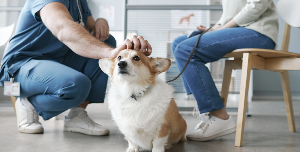 Technician, client, and pet