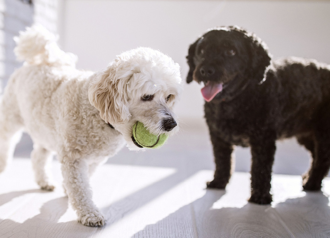 Two dogs playing with a tennis ball