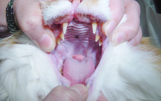 Allergic cat with large eosinophilic granuloma on the caudal aspect of the tongue