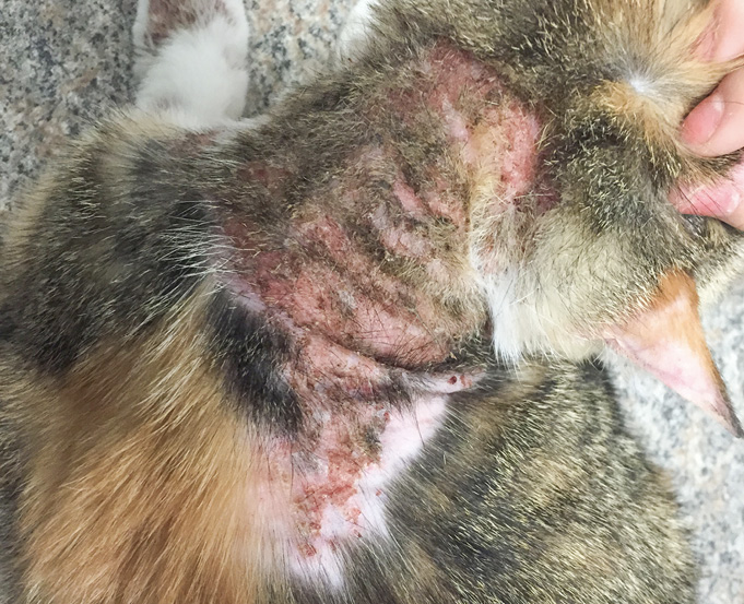 Allergic cat with severe head and neck pruritus