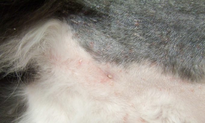 Allergic cat with miliary dermatitis lesions along the ventrum