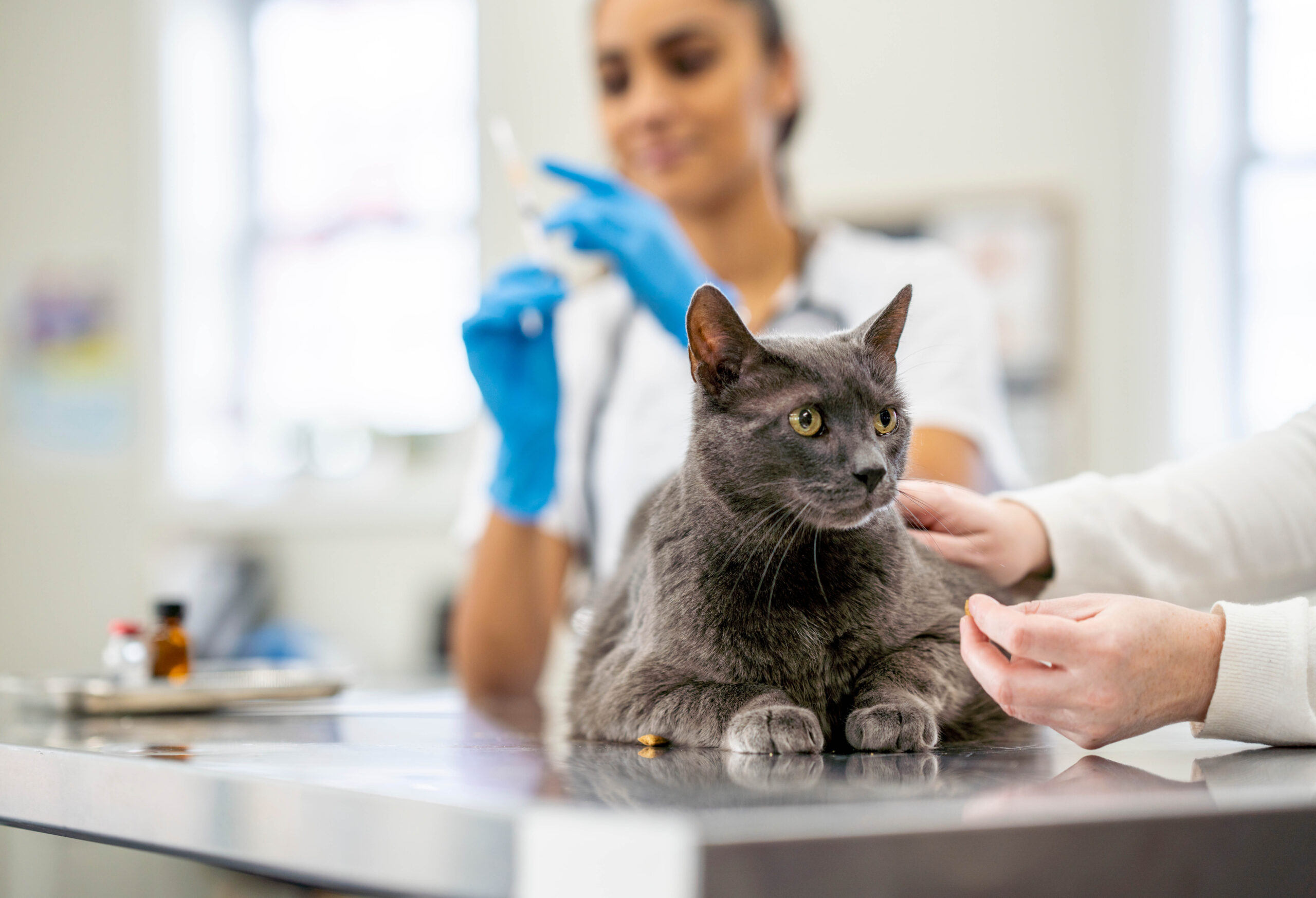 20 AAHA Diabetes Management Guidelines for Dogs and Cats   AAHA