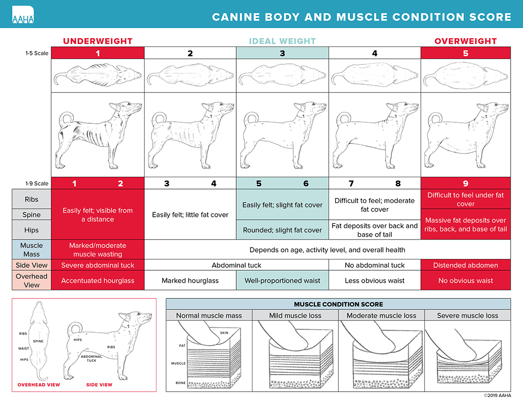 Body And Muscle Condition Score - AAHA