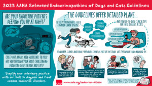 Endocrine Guidelines Infographic