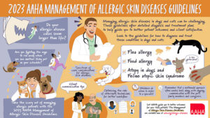 Summary Infographic of the 2023 AAHA Management of Allergic Skin Diseases in Dogs and Cats Guidelines