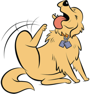 Illustration of golden retriever Ollie, the allergic skin diseases mascot, scratching himself