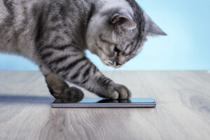 striped domestic tabby cat with paws on mobile phone contacting AAHA
