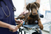 2024 AAHA Fluid Therapy Guidelines For Dogs And Cats - AAHA