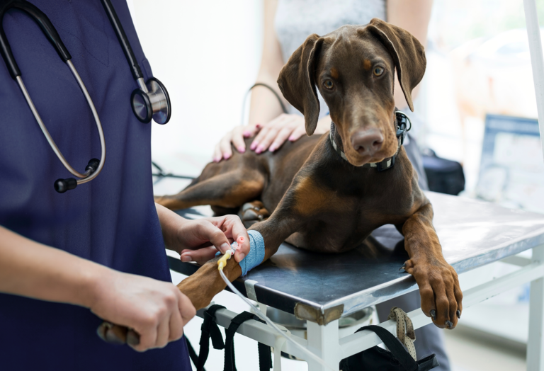 2024 AAHA Fluid Therapy Guidelines for Dogs and Cats AAHA