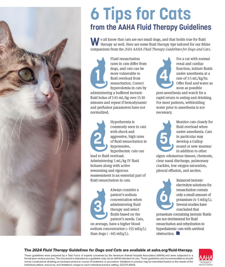 Fluid Therapy Tips for Cats AAHA