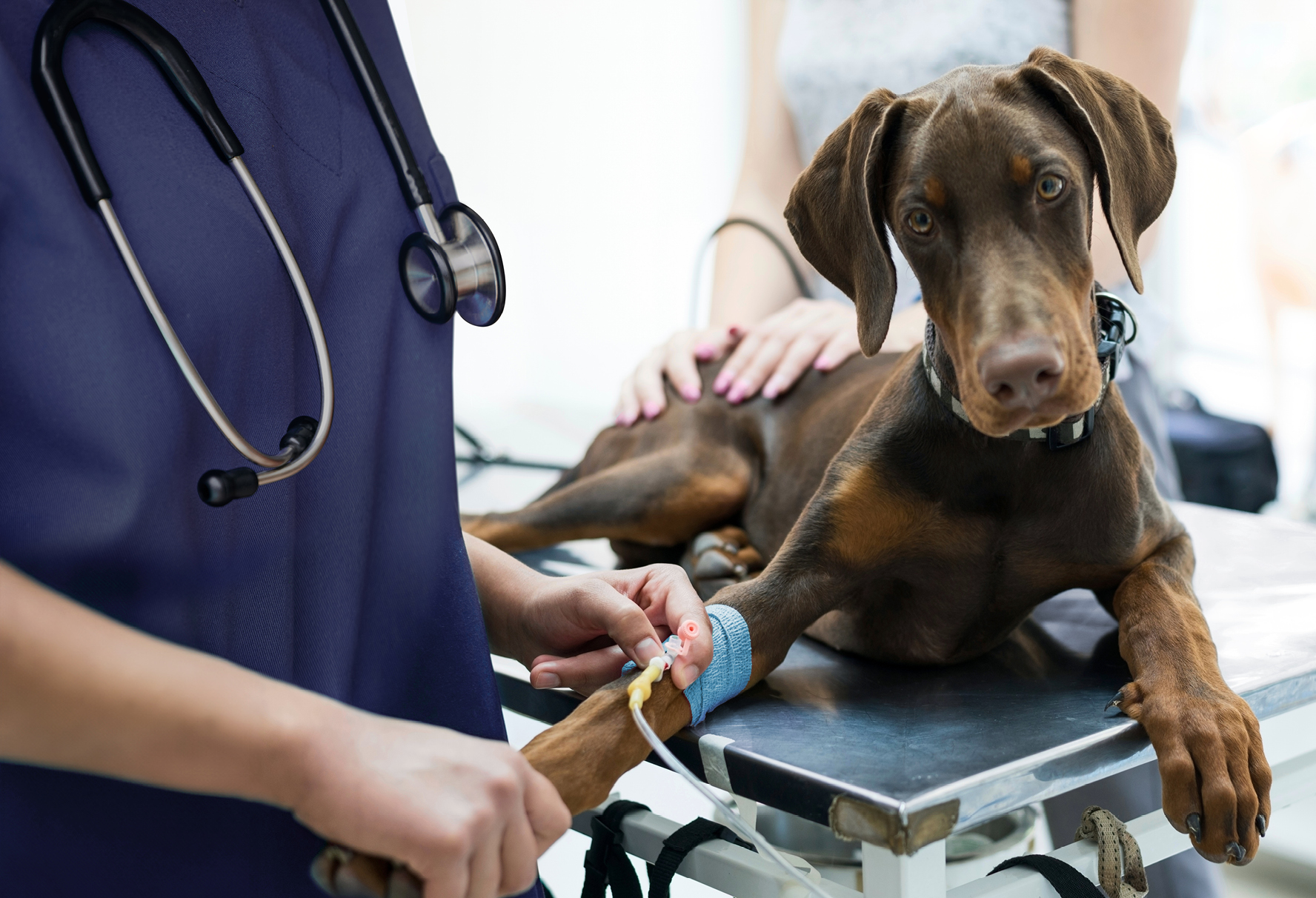 2024 AAHA Fluid Therapy Guidelines for Dogs and Cats AAHA